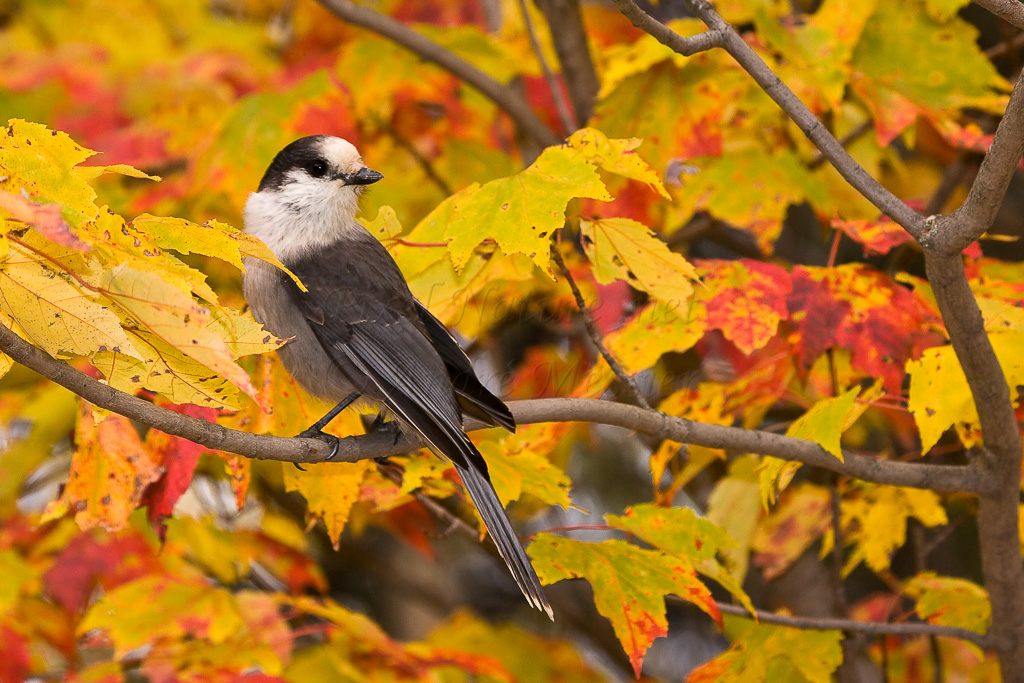 Mésangeai du Canada (automne)